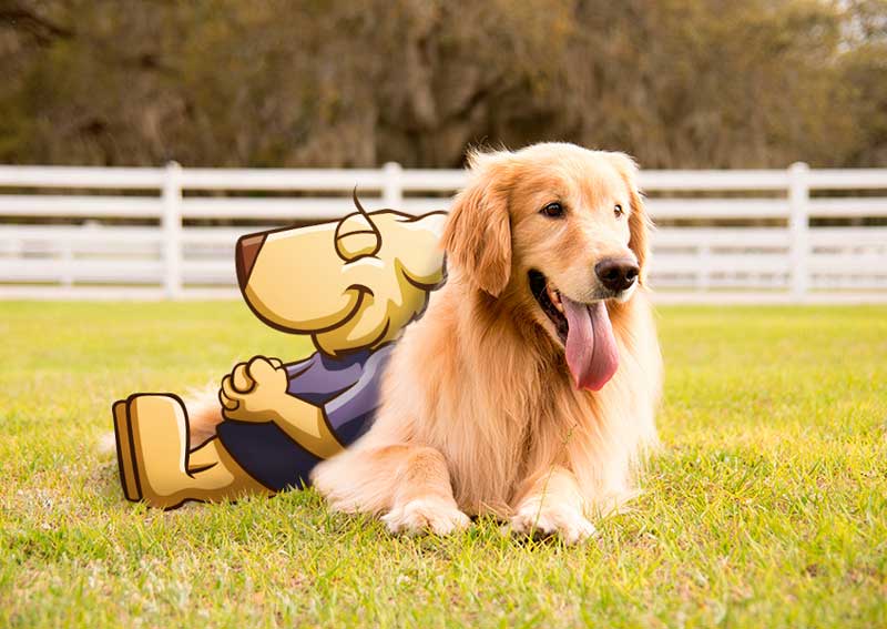 Carousel Slide 2: Meet our mascot, Seaver!